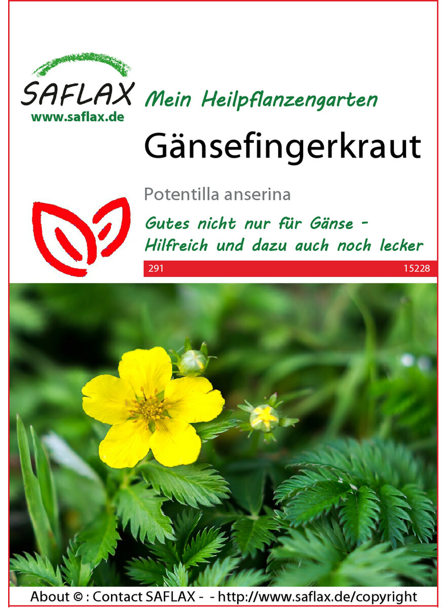 Auf diesem Bild sehen Sie das Produktbild 1 fr SAMEN GNSEFINGERKRAUT