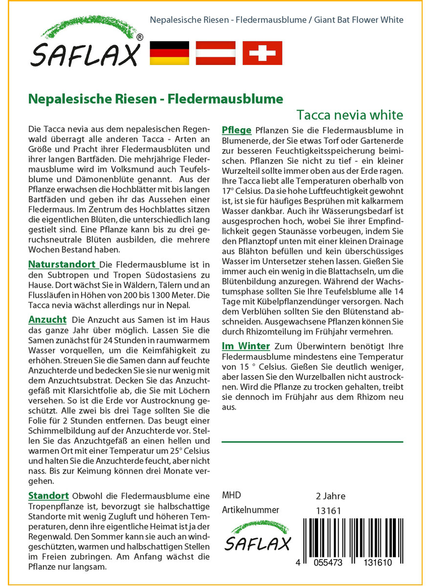 SAMEN NEPALESISCHE RIESEN-FLEDERMAUSBLUME Bild 2