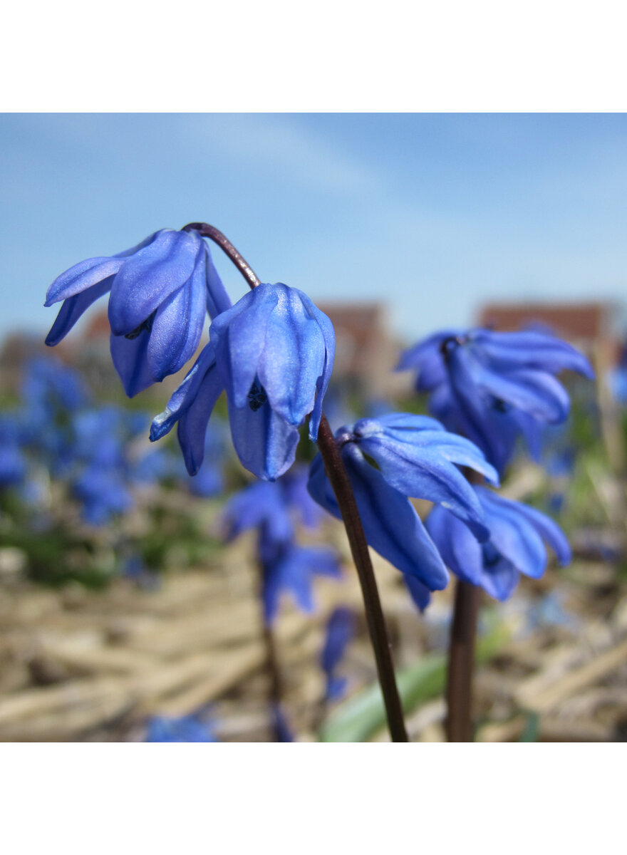 Auf diesem Bild sehen Sie das Produktbild 1 fr ZWIEBELN SIBIRISCHER BLAUSTERN