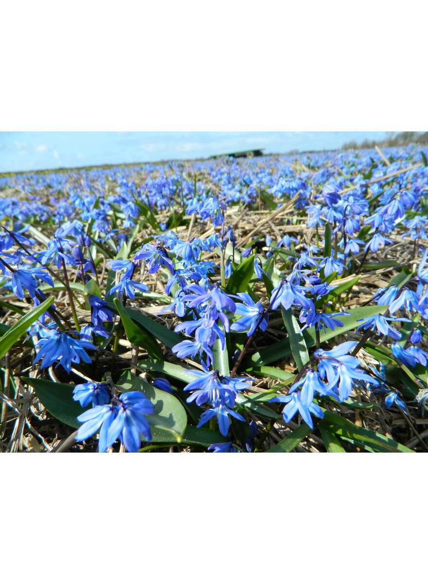 Auf diesem Bild sehen Sie das Produktbild 2 fr ZWIEBELN SIBIRISCHER BLAUSTERN