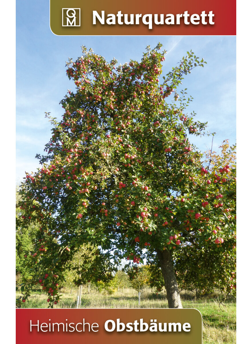 Auf diesem Bild sehen Sie das Produktbild 1 fr QUARTETT HEIMISCHE OBSTBUME