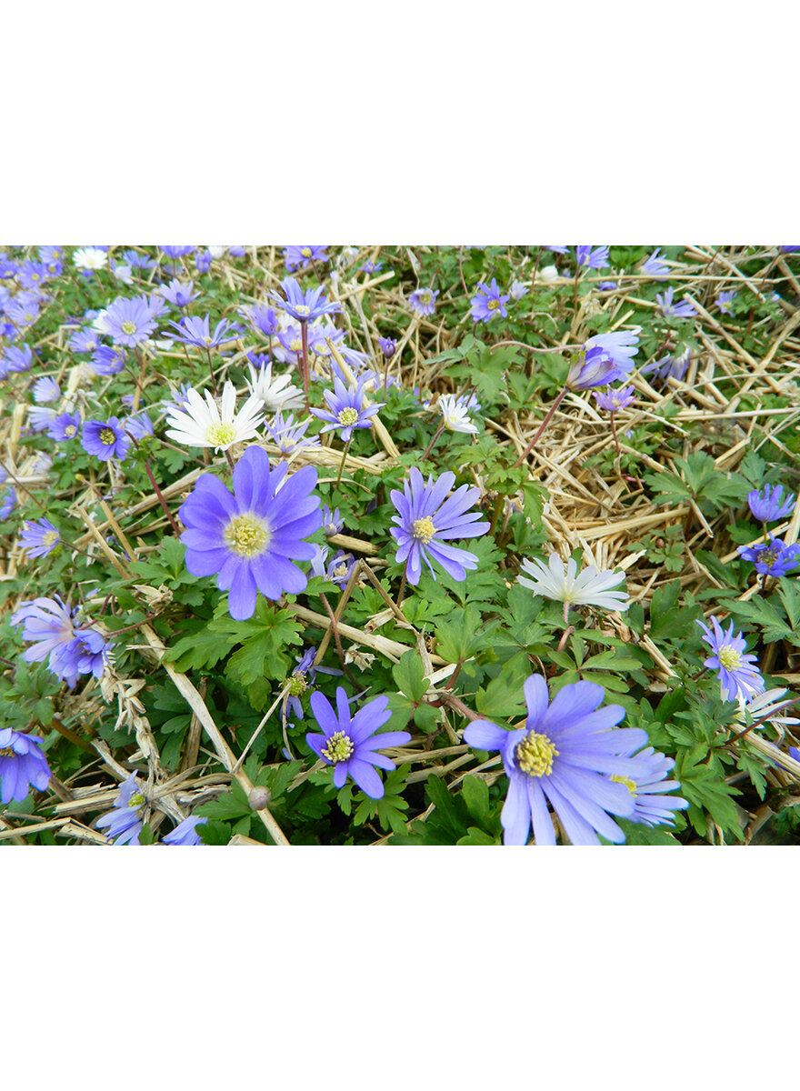 ANEMONE BLUE SHADES ZWIEBEL Bild 2