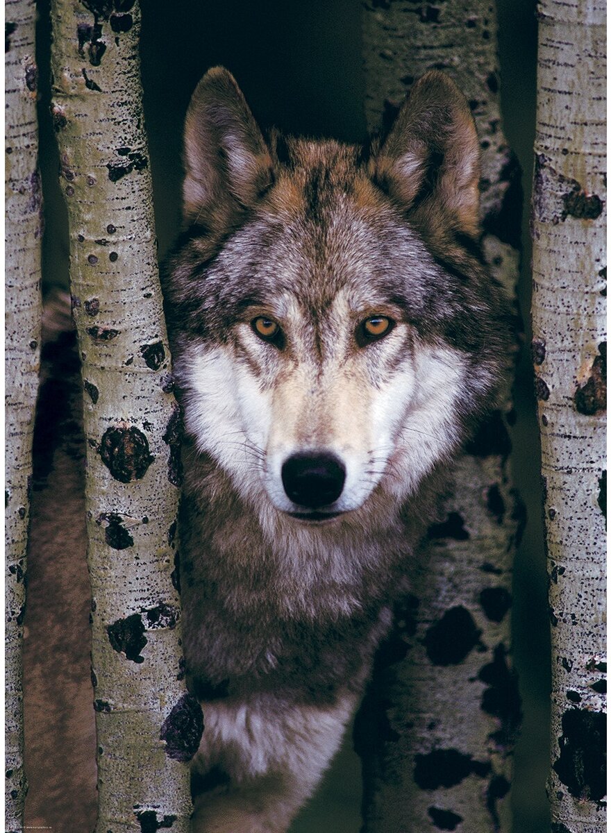 PUZZLE GRAUER WOLF 1000 TEILE Bild 2