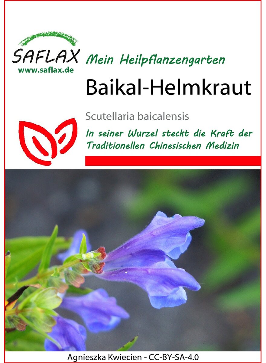 Auf diesem Bild sehen Sie das Produktbild 1 fr PFLANZENSAMEN BAIKAL HELMKRAUT