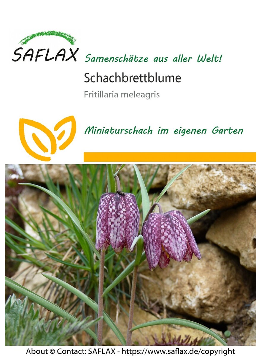 Auf diesem Bild sehen Sie das Produktbild 1 fr SAMEN SCHACHBRETTBLUME
