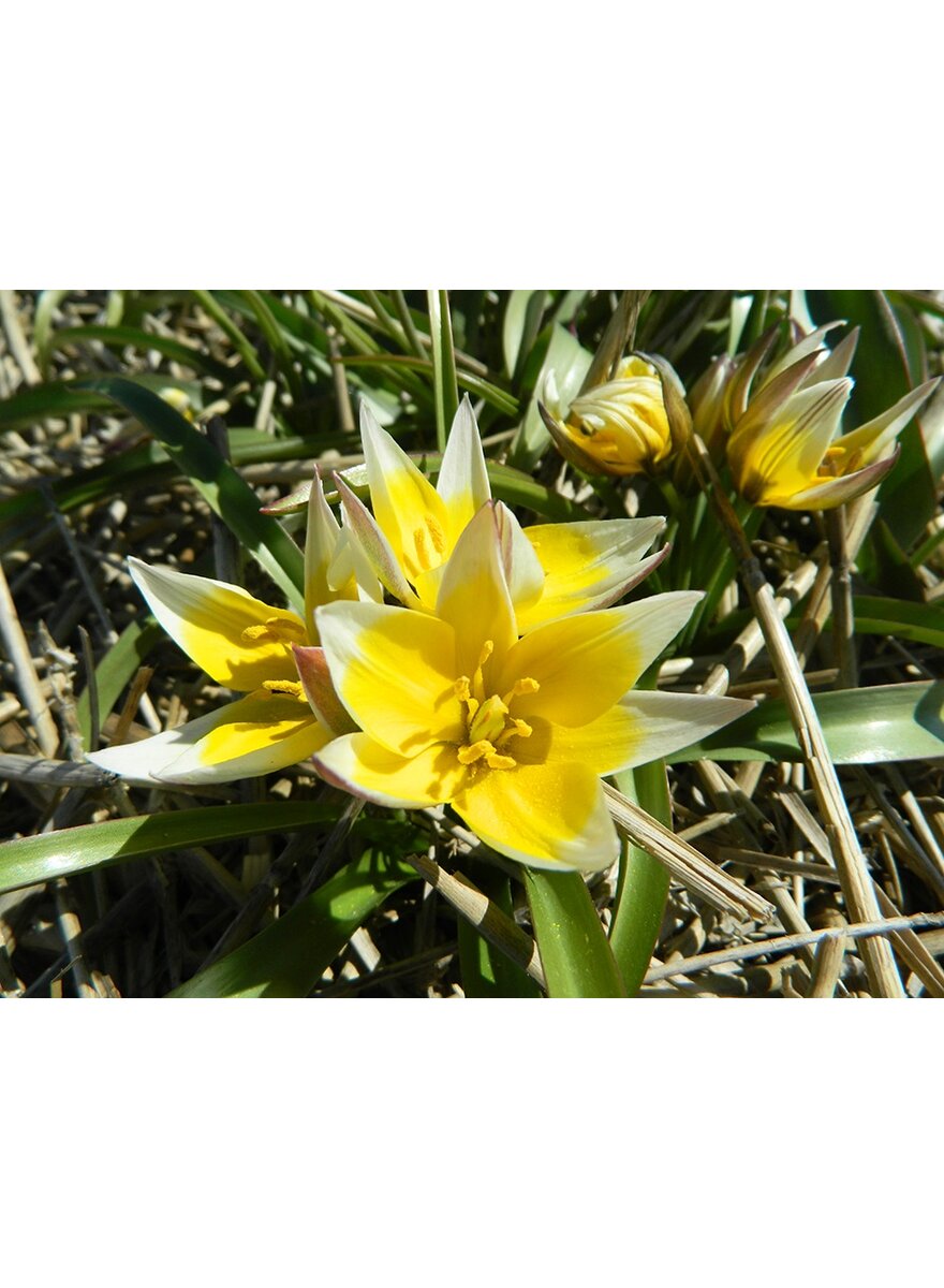 Auf diesem Bild sehen Sie das Produktbild 1 fr ZWIEBELN WILDTULPE TARDA