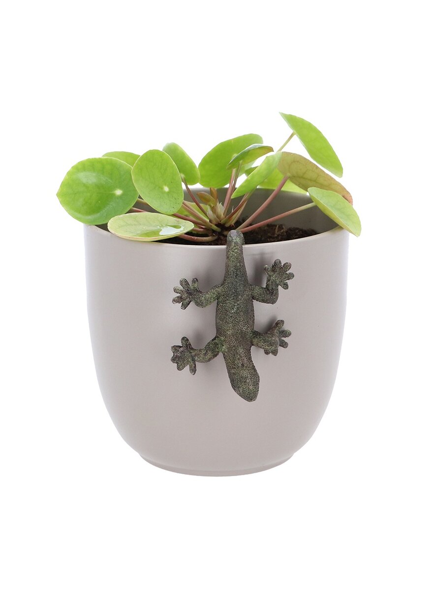 Auf diesem Bild sehen Sie das Produktbild 2 f�r TOPFH�NGER EIDECHSE