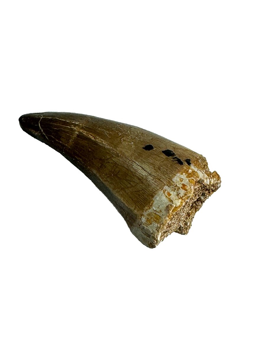 Auf diesem Bild sehen Sie das Produktbild 1 f�r SAURIERZAHN MOSASAURUS