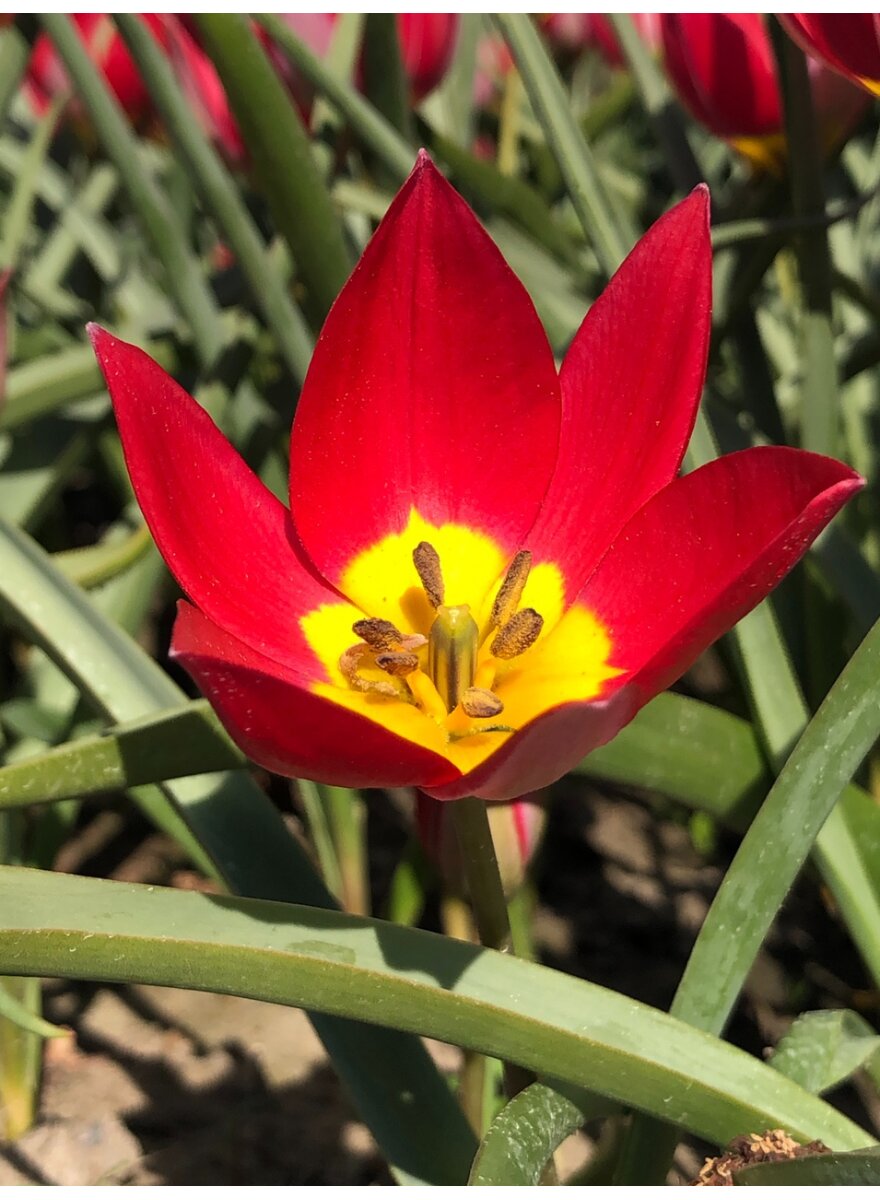 Auf diesem Bild sehen Sie das Produktbild 1 f�r ZWIEBELN WILDTULPE RED BEAUTY