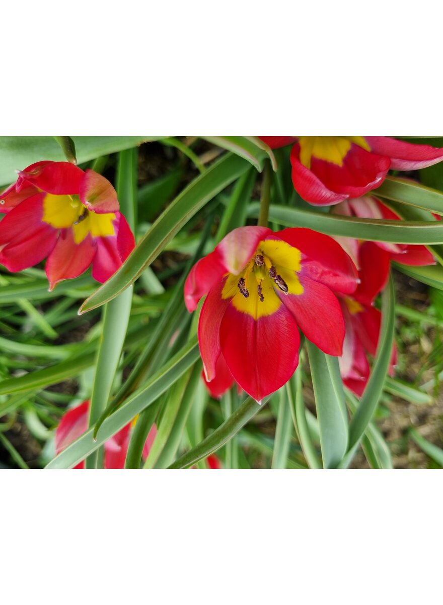 Auf diesem Bild sehen Sie das Produktbild 2 f�r ZWIEBELN WILDTULPE RED BEAUTY