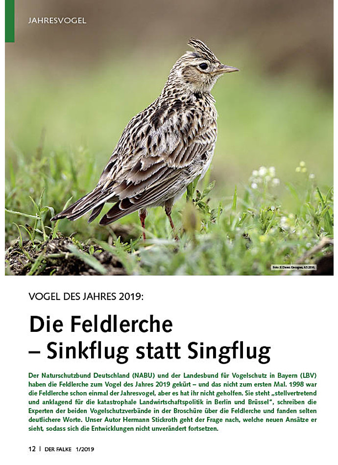 VOGEL DES JAHRES 2019: DIE FELDLERCHE