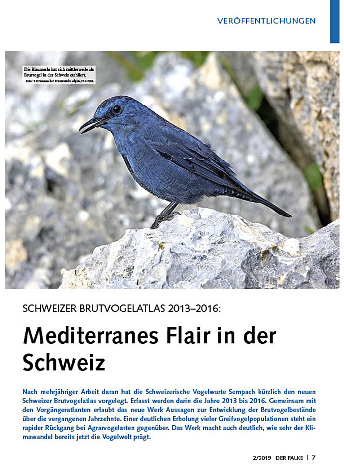 SCHWEIZER BRUTVOGELATLAS 2013- 2016: MEDITERRANES FLAIR IN DER SCHWEIZ