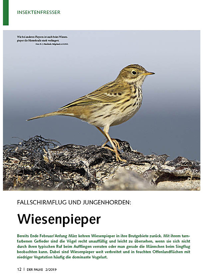 FALLSCHIRMFLUG UND JUNGENHORDE WIESENPIEPER