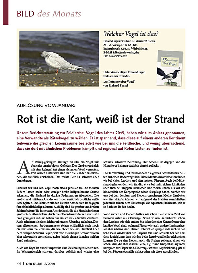 BILD DES MONATS: AUFLSUNG VOM JANUAR: ROT IST DIE KANT, WEI IST DER STRAND