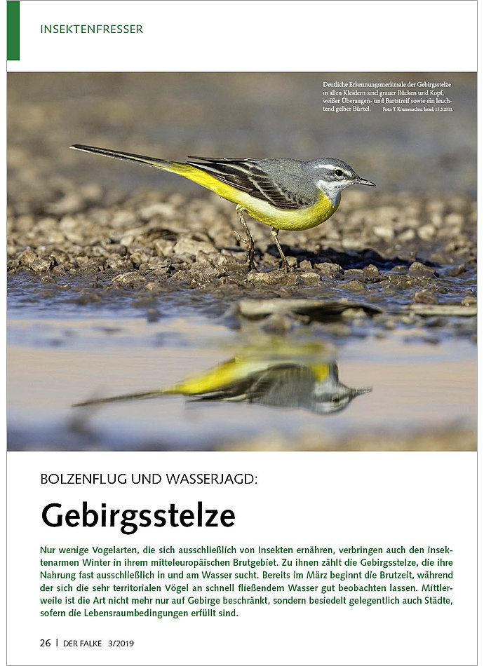 BOLZENFLUG UND WASSERJAGD: GEBIRGSSTELZE