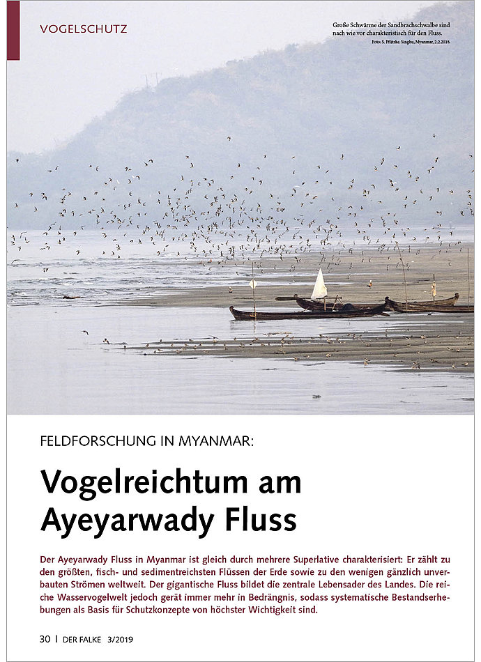 FELDFORSCHUNG IN MYANMAR: VOGELREICHTUM AM AYEYARWADI FLUSS