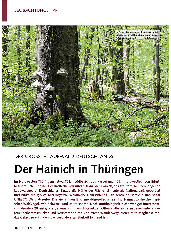 DER GRSSTE LAUBWALD DEUTSCHLANDS: DER HAINICH IN THRINGEN