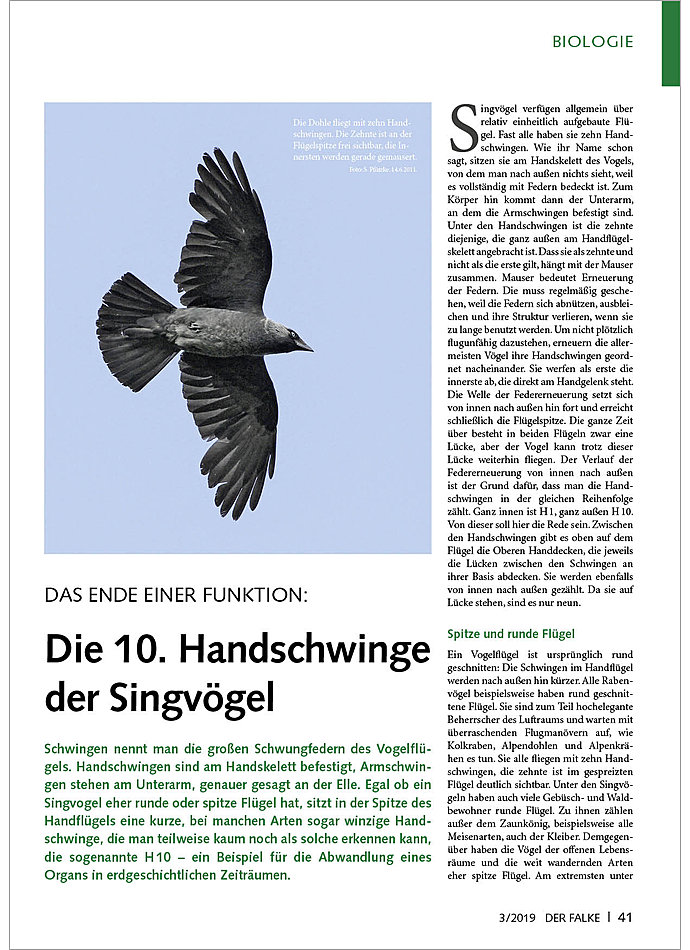 DAS ENDE EINER FUNKTION: DIE 10. HANDSCHWINGE DER SINGVGEL