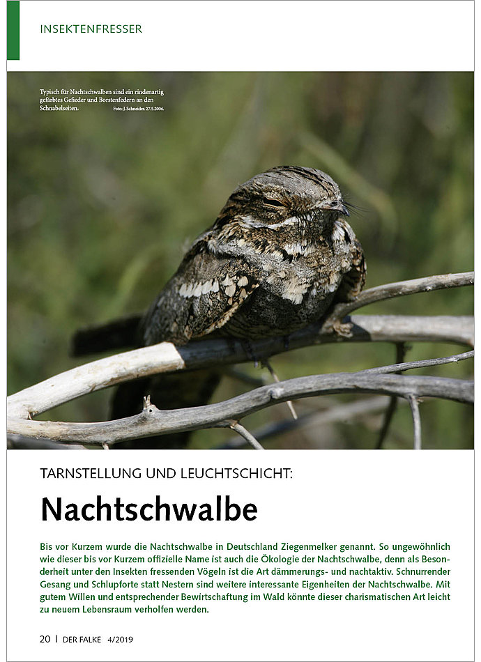 Auf diesem Bild sehen Sie das Produktbild 1 fr TARNSTELLUNG UND LEUCHTSCHICHT NACHTSCHWALBE