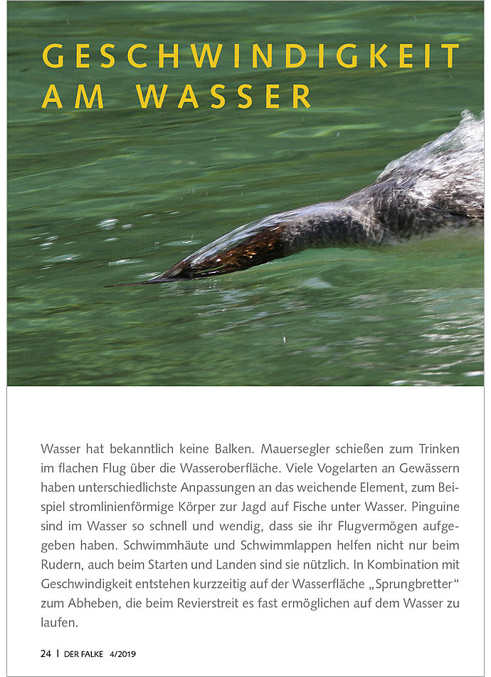 FOTOGALERIE: GESCHWINDIGKEIT AM WASSER