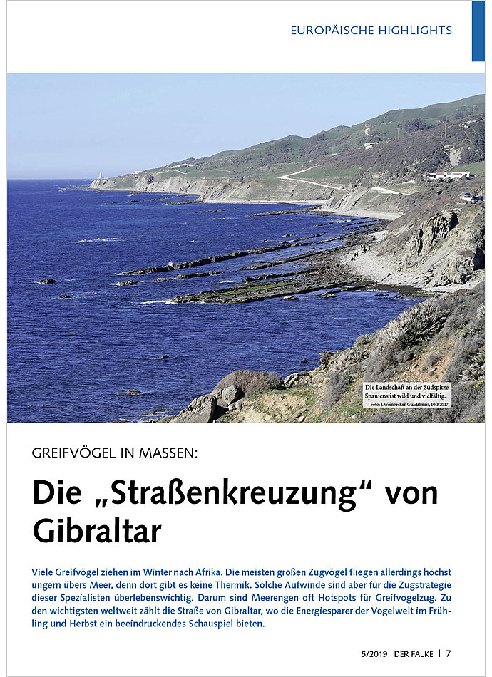 GREIFVGEL IN MASSEN: STRASSEN KREUZUNG VON GIBRALTAR