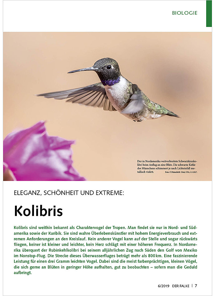 ELEGANZ, SCHNHEIT UND EXTREME KOLIBRIS