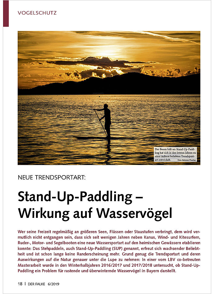 NEUE TRENDSPORTART: STAND-UP- PADDLING - WIRKUNG AUF WASSER- VGEL