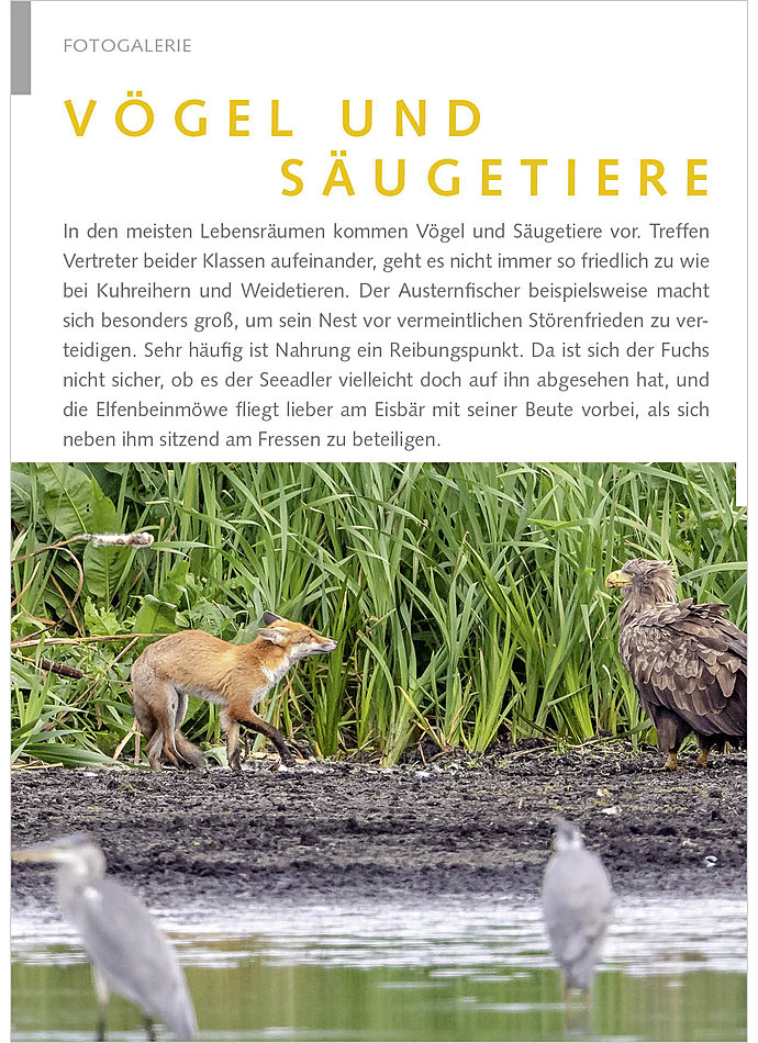 FOTOGALERIE: VGEL UND SUGE TIERE