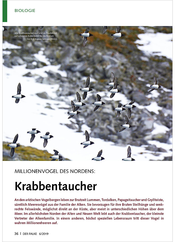 MILLIONENVOGEL DES NORDENS: KRABBENTAUCHER