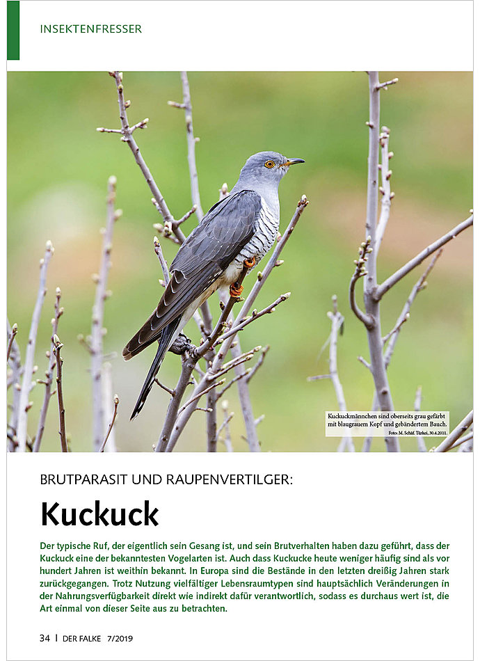 BRUTPARASIT U RAUPENVERTILGER KUCKUCK