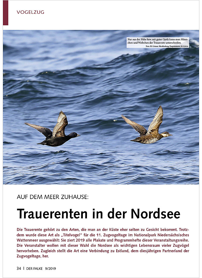 AUF DEM MEER ZUHAUSE: TRAUERENTEN IN DER NORDSEE