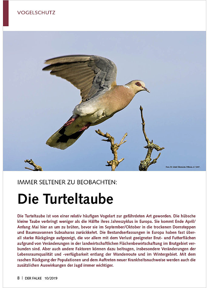 Auf diesem Bild sehen Sie das Produktbild 1 fr IMMER SELTENER ZU BEOBACHTEN: DIE TURTELTAUBE