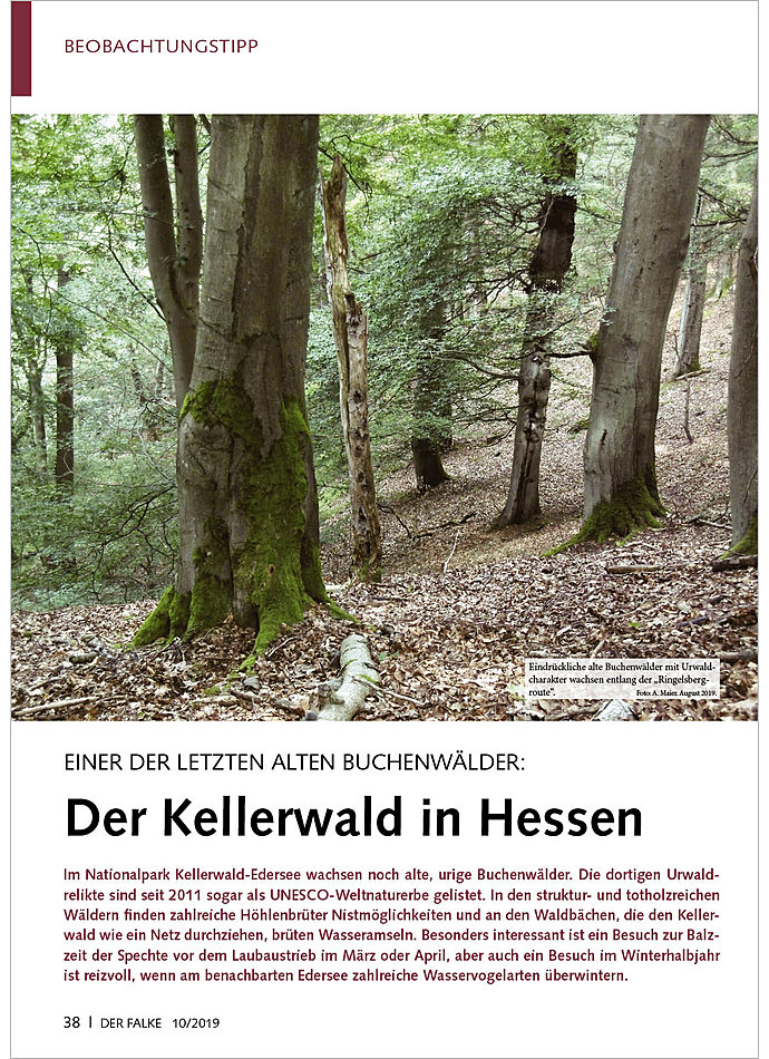 EINER DER LETZTEN ALTEN BUCHEN WLDER: DER KELLERWALD IN HESSEN