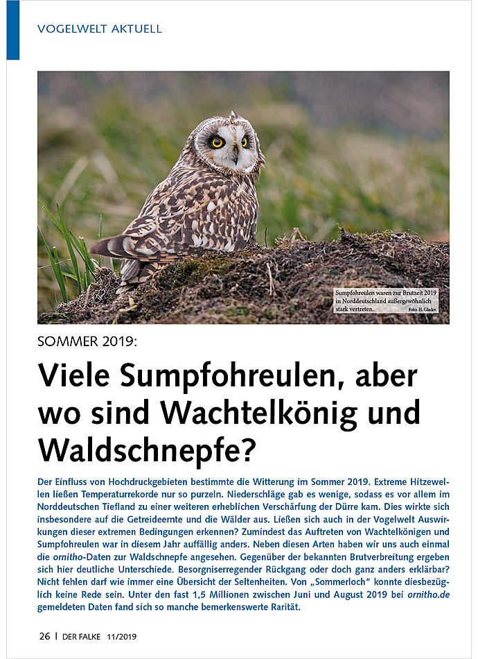 SOMMER 2019: VIELE SUMPFOHR EULEN, ABER WO SIND WACHTEL KNIG UND WALDSCHNEPFE