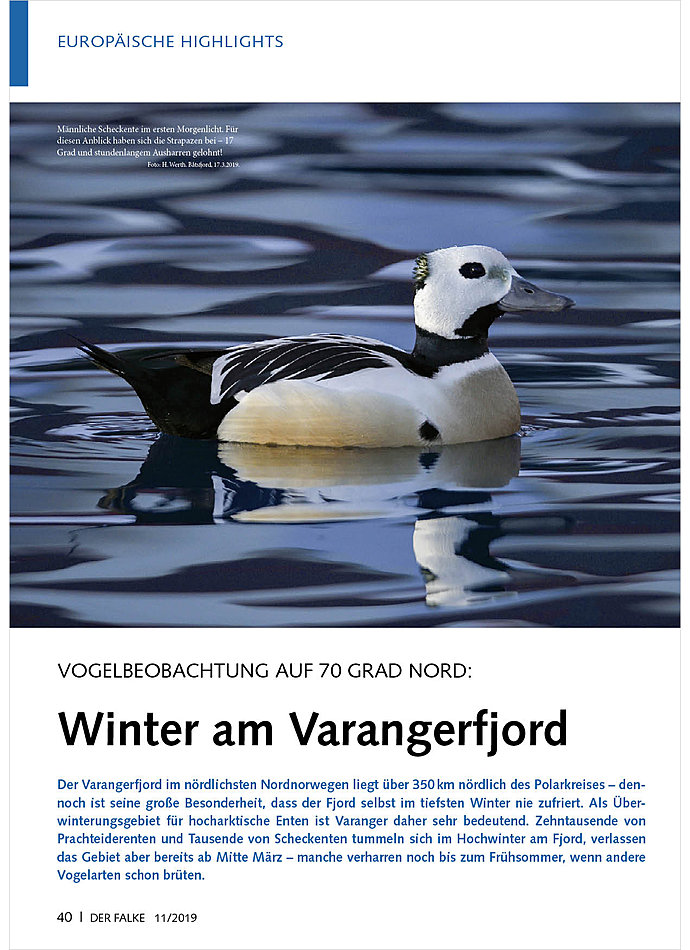 VOGELBEOBACHTUNG AUF 70 GRAD NORD: WINTER AM VARANGERFJORD