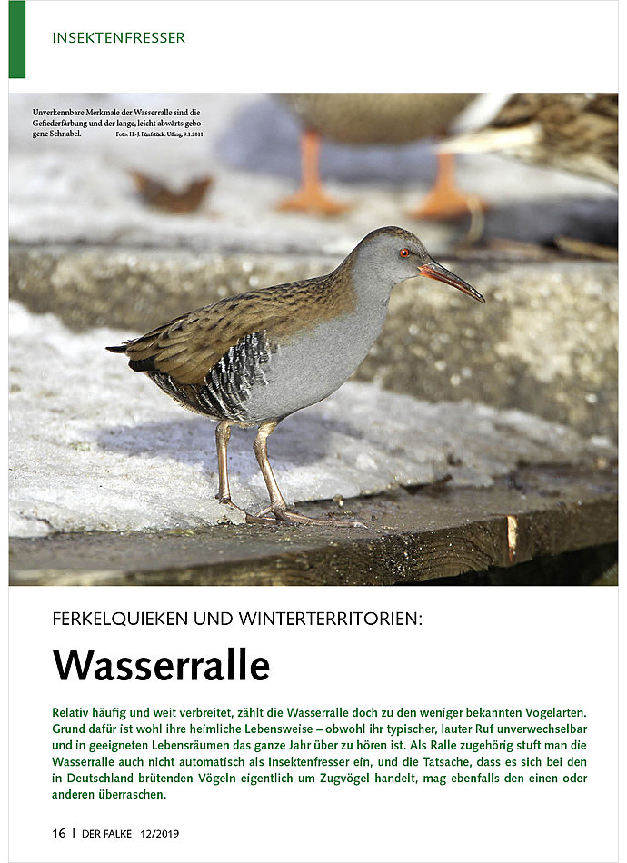 FERKELQUIEKEN UND WINTER TERRITORIEN: WASSERRALLE