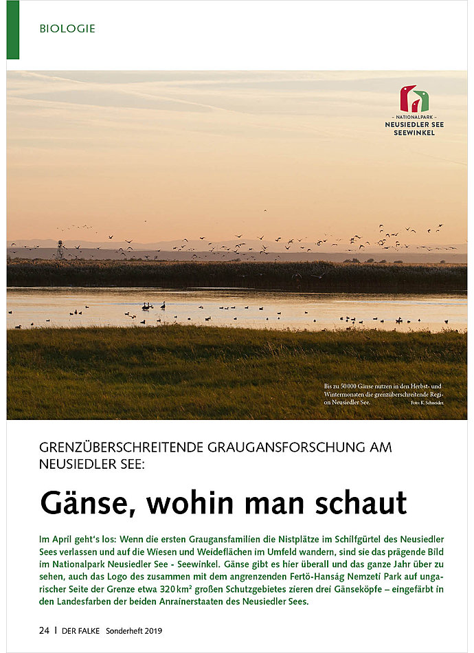 GRENZBERSCHREITENDE GRAUGANS- FORSCHUNG AM NEUSIEDLER SEE: GNSE, WOHIN MAN SCHAUT