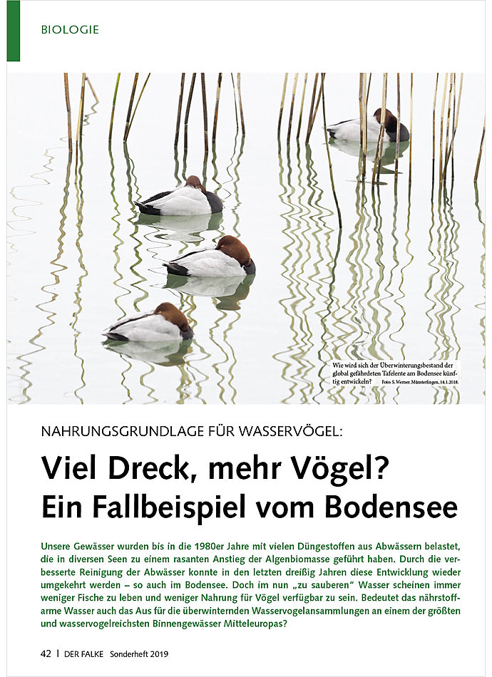 NAHRUNGSGRUNDLAGE FR WASSER- VGEL: VIEL DRECK, MEHR VGEL? EIN FALLBEISPIEL VOM BODENSEE