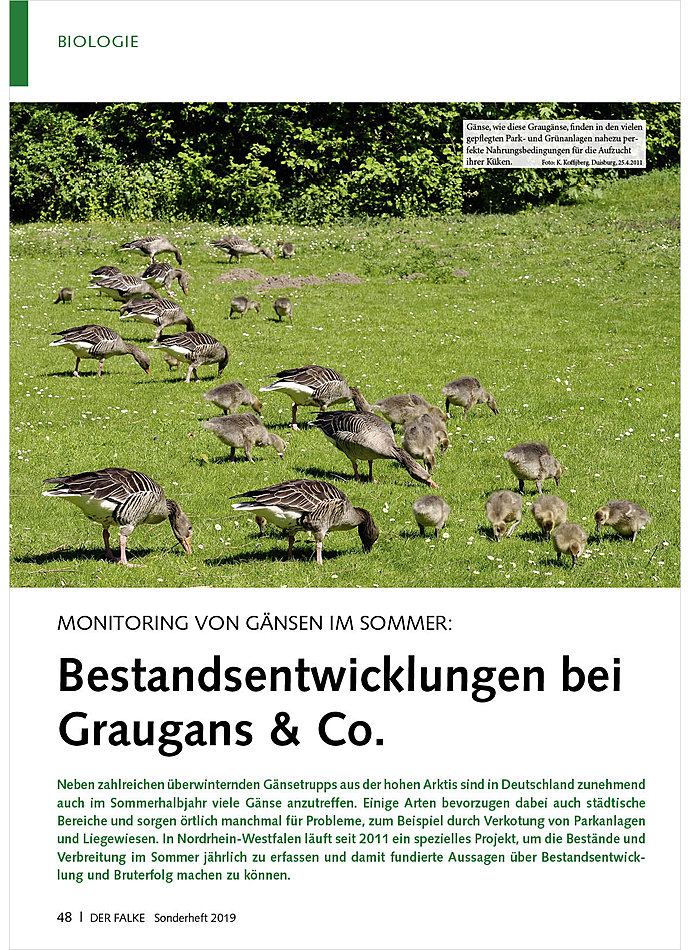 MONITORING VON GNSEN IM SOMMER: BESTANDSENTWICKLUNGEN BEI GRAUGANS & CO.