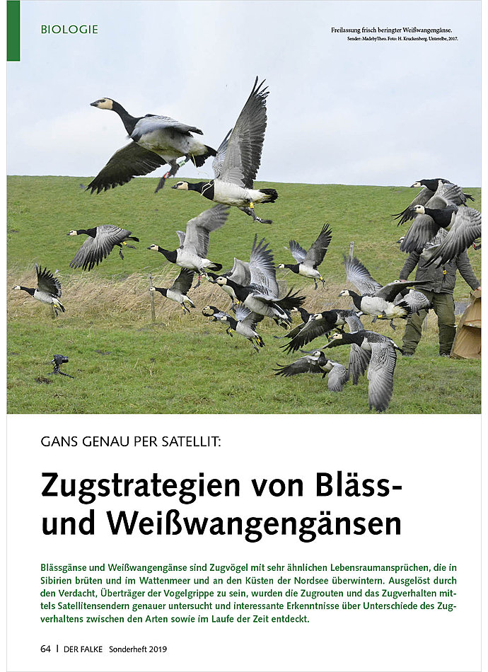 GANS GENAU PER SATELLIT: ZUGSTRATEGIEN VON BLSS- UND WEISSWANGENGNSEN