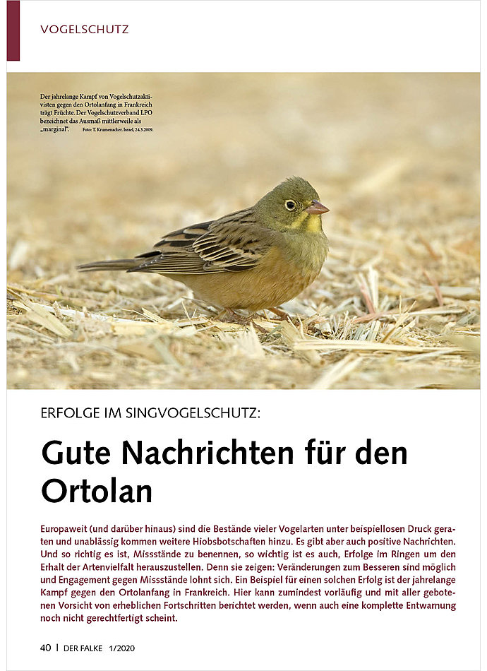 ERFOLGE IM SINGVOGELSCHUTZ: GU TE NACHRICHTEN FR DEN ORTOLAN