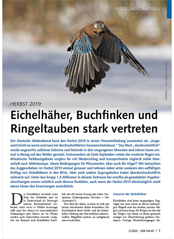 VOGELWELT AKTUELL: HERBST 2019 EICHELHHER, BUCHFINKEN UND RINGELTAUBEN STARK VERTRETEN