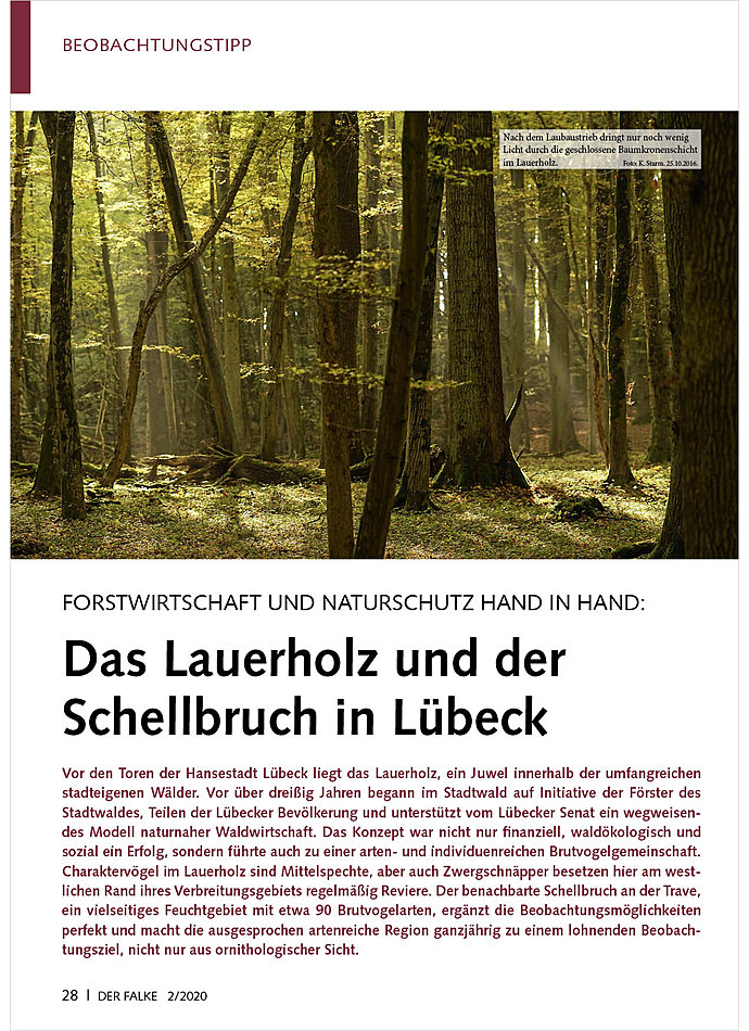 FORSTWIRTSCHAFT UND NATURSCHUT Z HAND IN HAND: DAS LAUERHOLZ UND DER SCHELLBRUCH IN LBECK