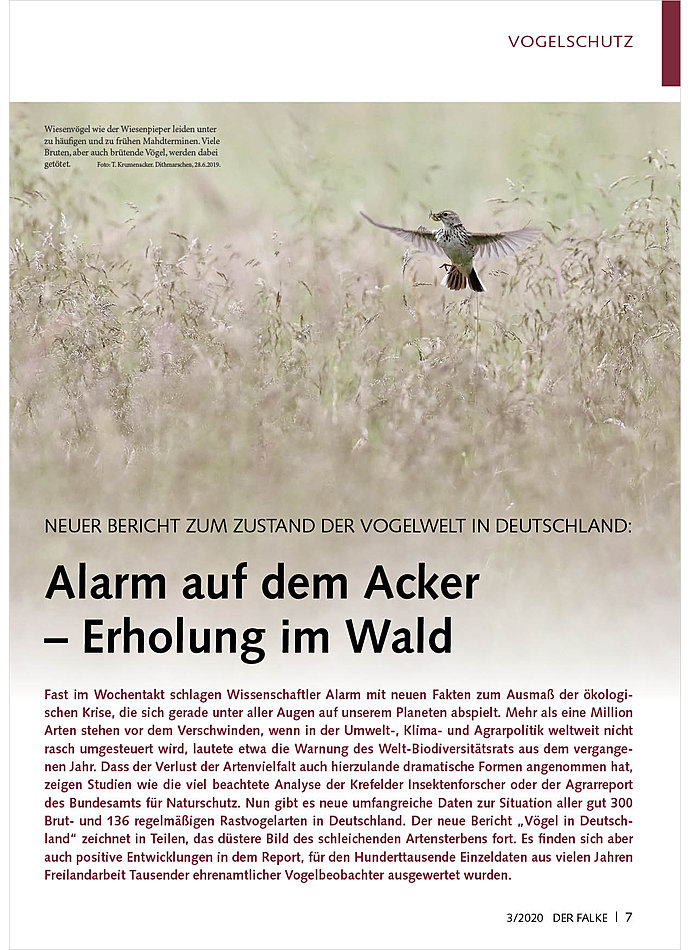 NEUER BERICHT ZUM ZUSTAND DER VOGELWELT IN DEUTSCHLAND: ALARM AUF DEM ACKER - ERHOLUNG