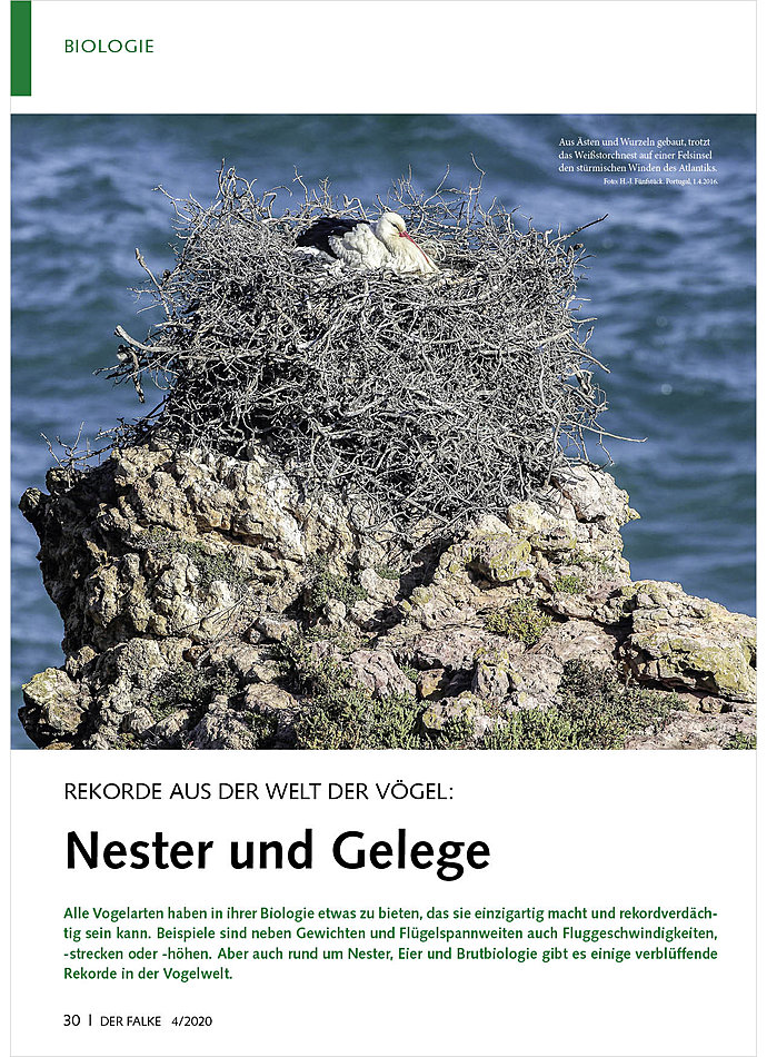 REKORDE AUS DER WELT DER VGEL NESTER UND GELEGE