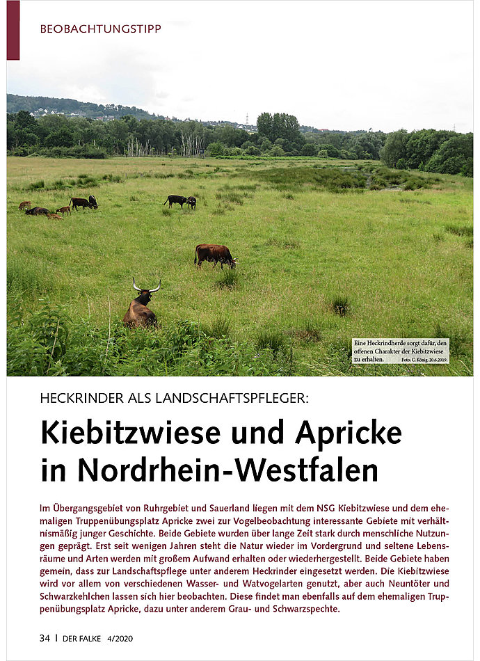 Auf diesem Bild sehen Sie das Produktbild 1 fr HECKRINDER ALS LANDSCHAFTS PFLEGER: KIEBITZWIESE UND APRICKE IN NORDRHEIN-WESTFALEN