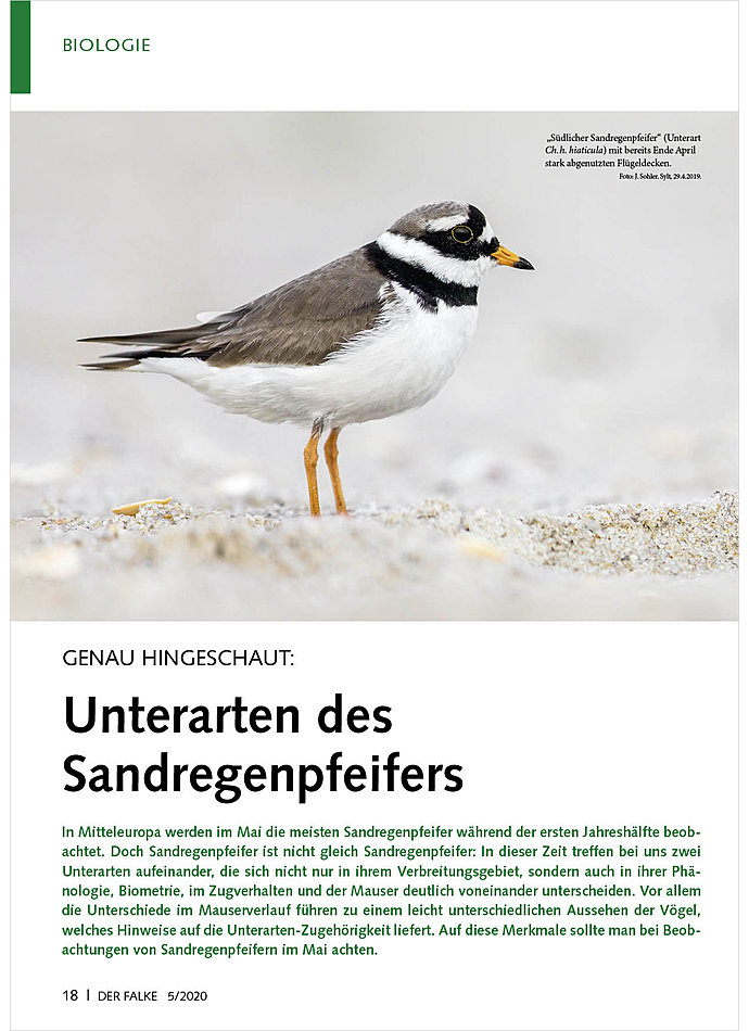 GENAU HINGESCHAUT: UNTERARTEN DES SANDREGENPFEIFERS