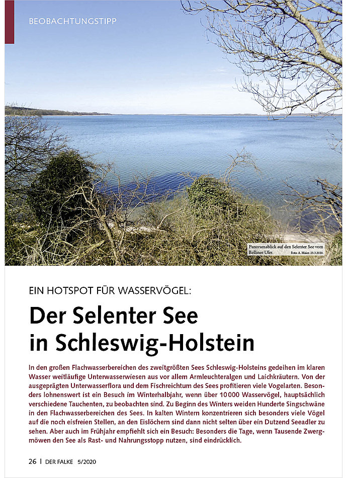 EIN HOTSPOT FR WASSERVGEL: DER SELENTER SEE IN SCHLESWIG- HOLSTEIN