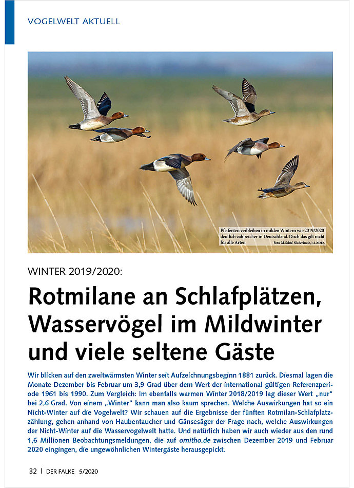 WINTER 2019/2020: ROTMILANE AN SCHLAFPLTZEN, WASSERVGEL IM MILDWINTER UND SELTENE GSTE