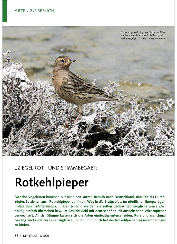 Auf diesem Bild sehen Sie das Produktbild 1 fr ZIEGELROT UND STIMMBEGABT: ROTKEHLPIEPER